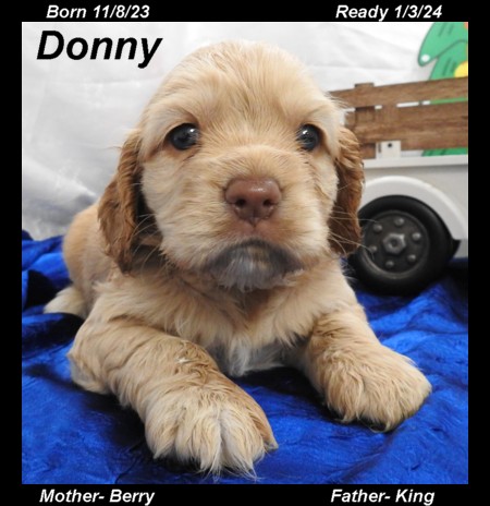 puppy, for, sale, Cocker Spaniel, Joe & Cherri  Overlease, dog, breeder, Miller, MO, dog-breeder, puppy-for-sale, forsale, nearby, find, puppyfind, locator, puppylocator, aca